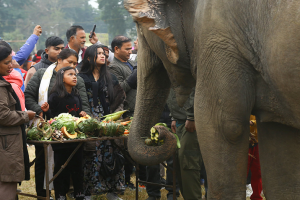 चितवनमा हात्तीको वनभोज